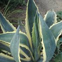 Agave americana 'Vaiegata'
